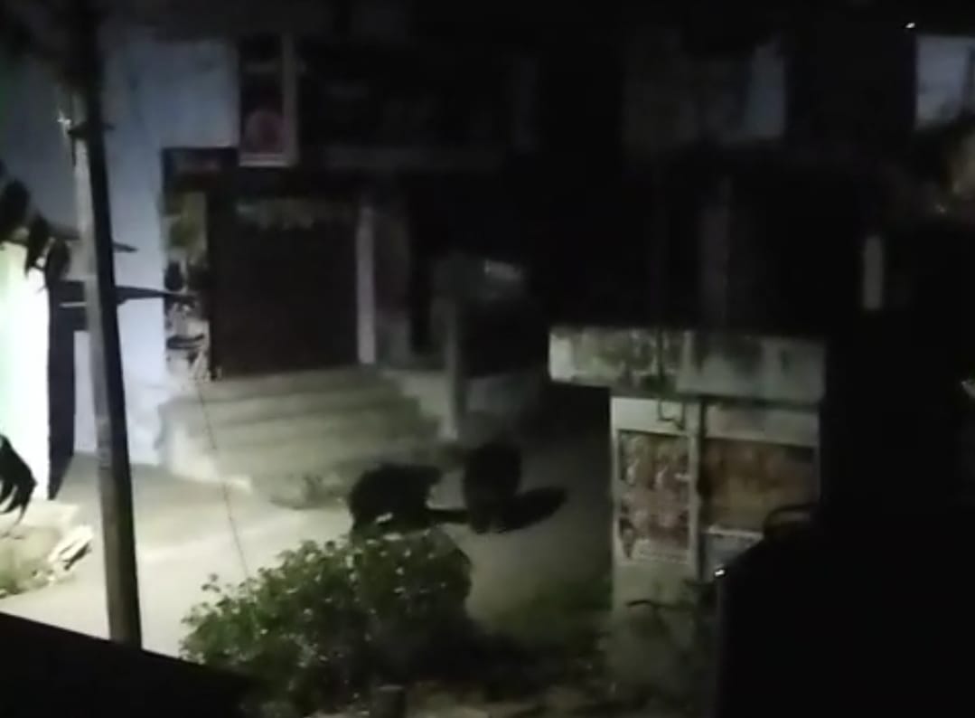 விக்கிரமசிங்கபுரம் அருகே இரவு நேரத்தில் உலா வந்து இரட்டை கரடியால் பொதுமக்கள் பீதி