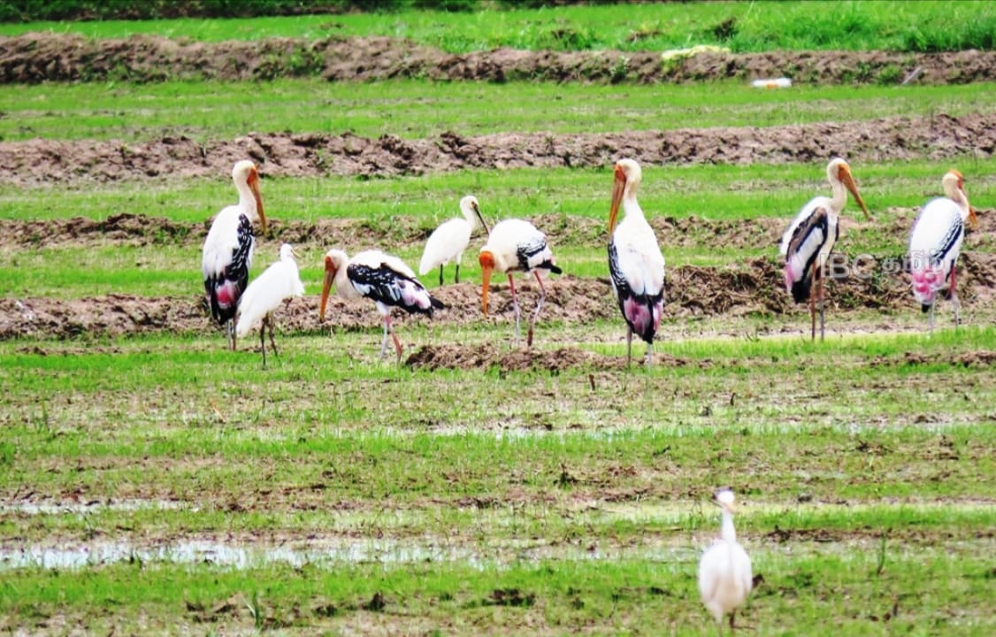 முதுகுளத்தூர் பகுதியில் இரையைத்தேடி வயல்வெளியில் குவியும் சரணாலயப் பறவைகள்