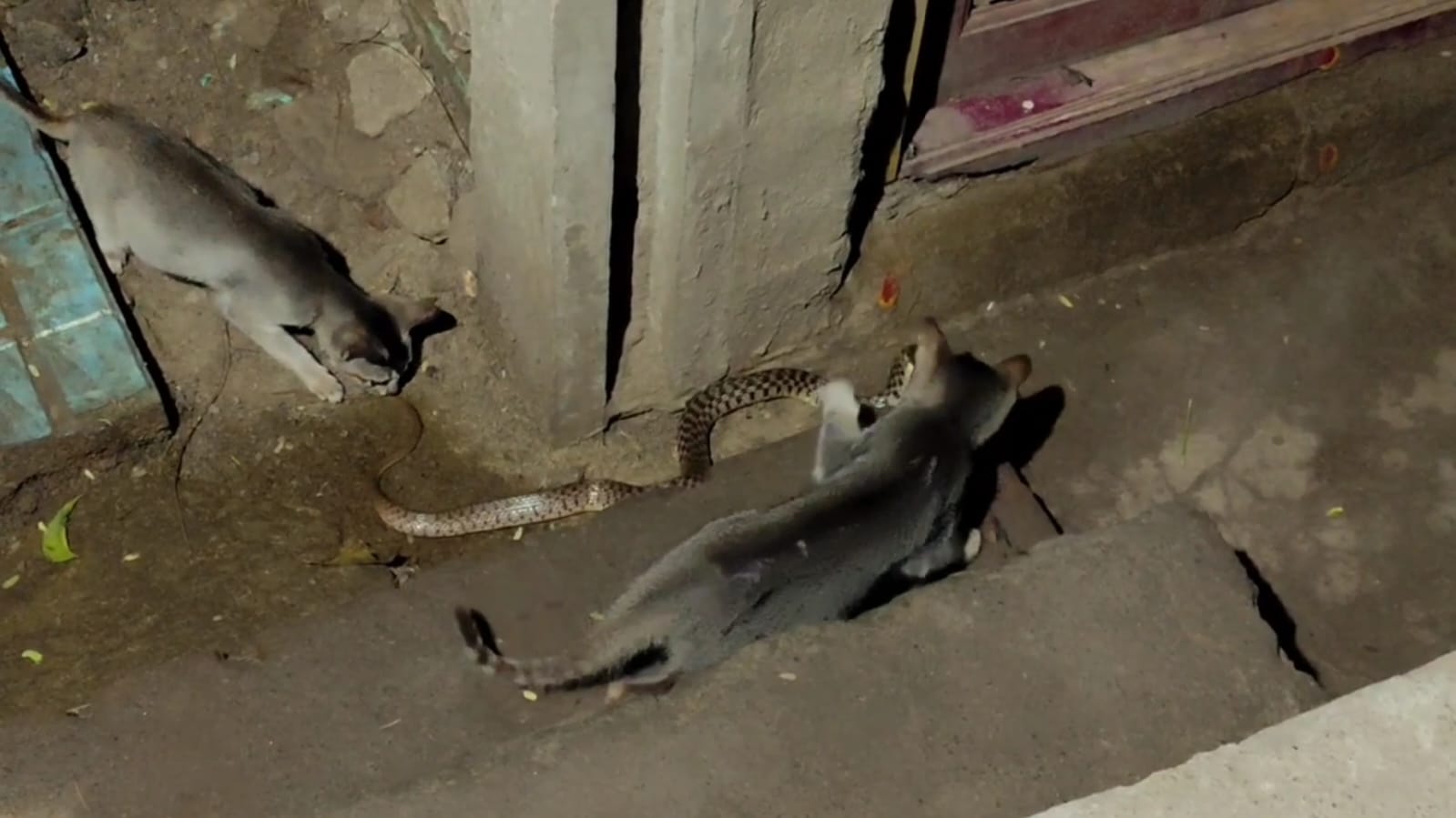 நன்றி விசுவாசத்திற்கு பெயர்பெற்ற நாயை மிஞ்சிய பூனையின் எஜமான் விசுவாசம்…