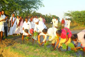 திமுக கூட்டணி வேட்பாளர் ஷாஜஹான் எடவாக்குடி கிராமத்தில் பெண்களுடன் வயலில் இறங்கி நாற்று நடவு செய்து வாக்கு சேகரிப்பு