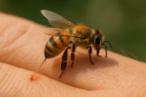 தாராபுரம் அருகே தீர்த்தம் எடுக்க சென்றபோது தேனீக்கள் கொட்டியதில் 13 பக்தர்கள் காயம்.