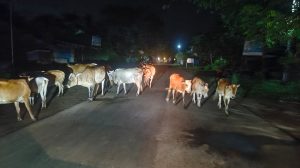 திட்டச்சேரி – காரைக்கால் சாலையில் சுற்றித்திரியும் மாடுகளால் விபத்துக்கள் ஏற்படும் அபாயம் -நடவடிக்கை எடுக்க வாகன ஓட்டிகள் வலியுறுத்தல்