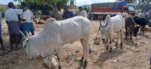 குண்டடம் கால்நடை சந்தையில் விறுவிறுப்பு; நாட்டுமாடு ரூ.35 ஆயிரத்திற்கு விற்பனை.