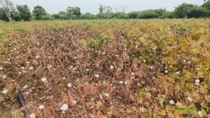 நாகை அருகே சாகுபடி செய்யப்பட்ட பருத்தி செடிகளில் மர்ம நோய் -செடிகள் கருகி வருவதால் விவசாயிகள் வேதனை