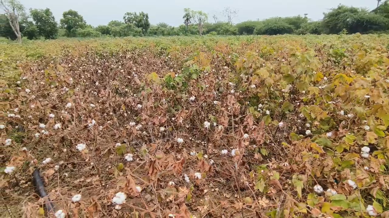 நாகை அருகே சாகுபடி செய்யப்பட்ட பருத்தி செடிகளில் மர்ம நோய் -செடிகள் கருகி வருவதால் விவசாயிகள் வேதனை