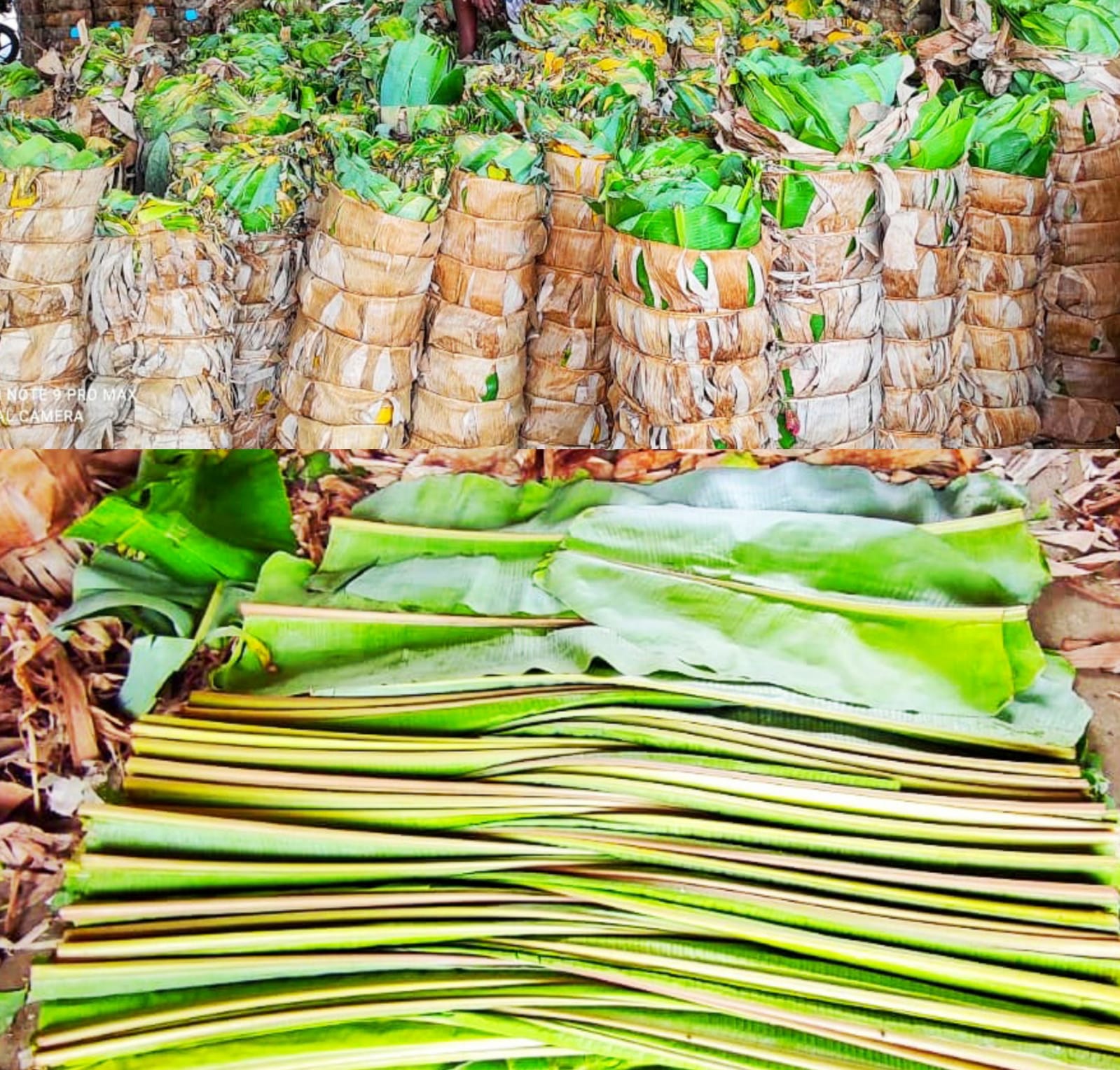 மதுரை மாட்டுத்தாவணி மார்க்கெட்டில் வாழை இலை விலை குறைவு