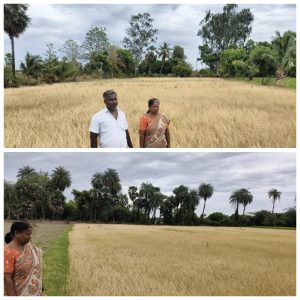 ராணிப்பேட்டை: பருவமழை குறைவால் நெற்பயிர்கள் கருகல் – பாதிக்கப்பட்ட பகுதிகளை ஆய்வு செய்த நெமிலி வேளாண்மை உதவி இயக்குநர்