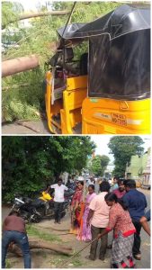 பலத்த காற்றால் 15 ஆண்டு பழமையான மரம் சாய்ந்து ஆட்டோ மீது விழுந்தது; ஓட்டுநர் காயம்