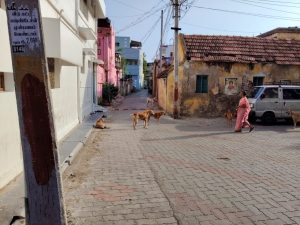 தூத்துக்குடி சண்முகபுரம் பகுதியில் சுற்றித்திாியும் தெருநாய்களிடமிருந்து பொதுமக்களை மாநகராட்சி பாதுகாக்குமா?