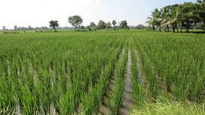 திருமருகல் வட்டாரத்தில் பிரதம மந்திரி பயிர் காப்பீடு பதிவு செய்ய – ஜூலை 31-ந் தேதி கடைசி நாள் வேளாண் உதவி இயக்குநர் தகவல்