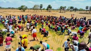 திருவாரூர் அருகே திருநாட்டியத்தாங்குடி கிராமத்தில் ஆண்டு தோறும் நடைபெறும் பாரம்பரிய நடவு நடவு திருவிழா
