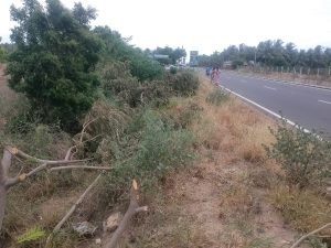 குண்டடம் அருகே நெடுஞ்சாலை மரங்களை வெட்டியவர்கள் மீது போலீசில் புகார்