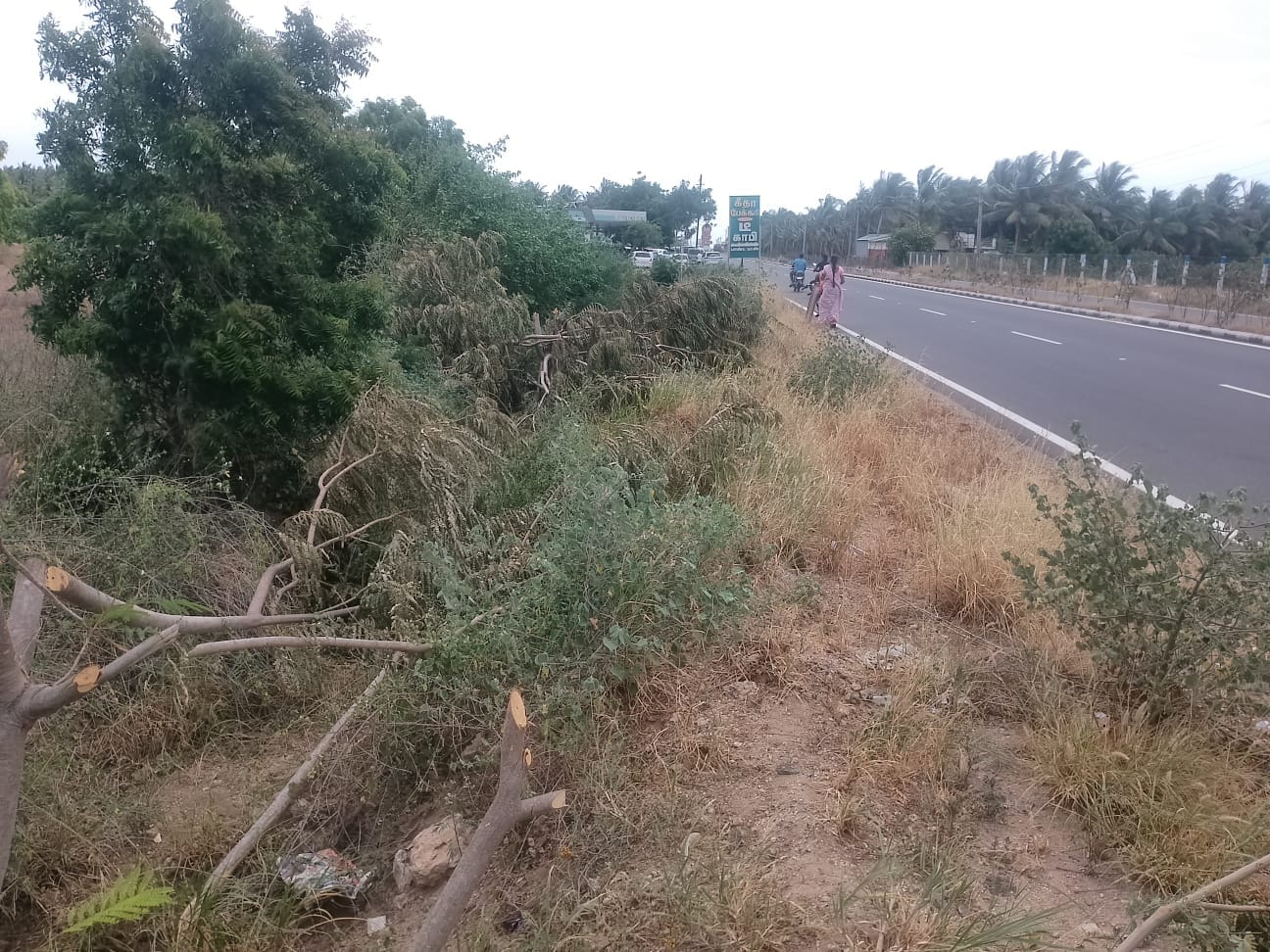 குண்டடம் அருகே நெடுஞ்சாலை மரங்களை வெட்டியவர்கள் மீது போலீசில் புகார்