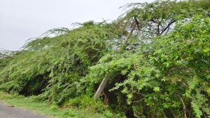 திருப்புகலூர் ஊராட்சியில்சேதமடைந்த மின்கம்பம் – சீரமைக்கப்படுமா?பொதுமக்கள் எதிர்பார்ப்பு