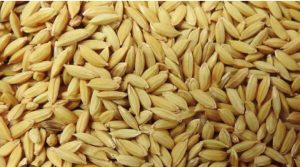 திருமருகல் வட்டாரத்தில் சம்பா சாகுபடிக்கு விதை நெல் வேளாண்மை விரிவாக்க மையத்தில் இருப்பு வைக்கப்பட்டுள்ளது