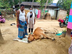 திருப்புகலூரில் அருகே வெறிநாய் கடித்து பசுமாடு உயிரிழப்பு