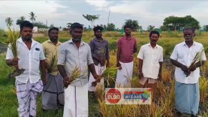 தண்ணீர் பற்றாக்குறையால் வலங்கைமானில் குறுவை நெற்பயிர்கள் பாதிப்பு